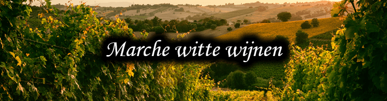 Witte wijnen uit Marche