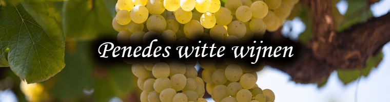 Vins blancs du Penedes