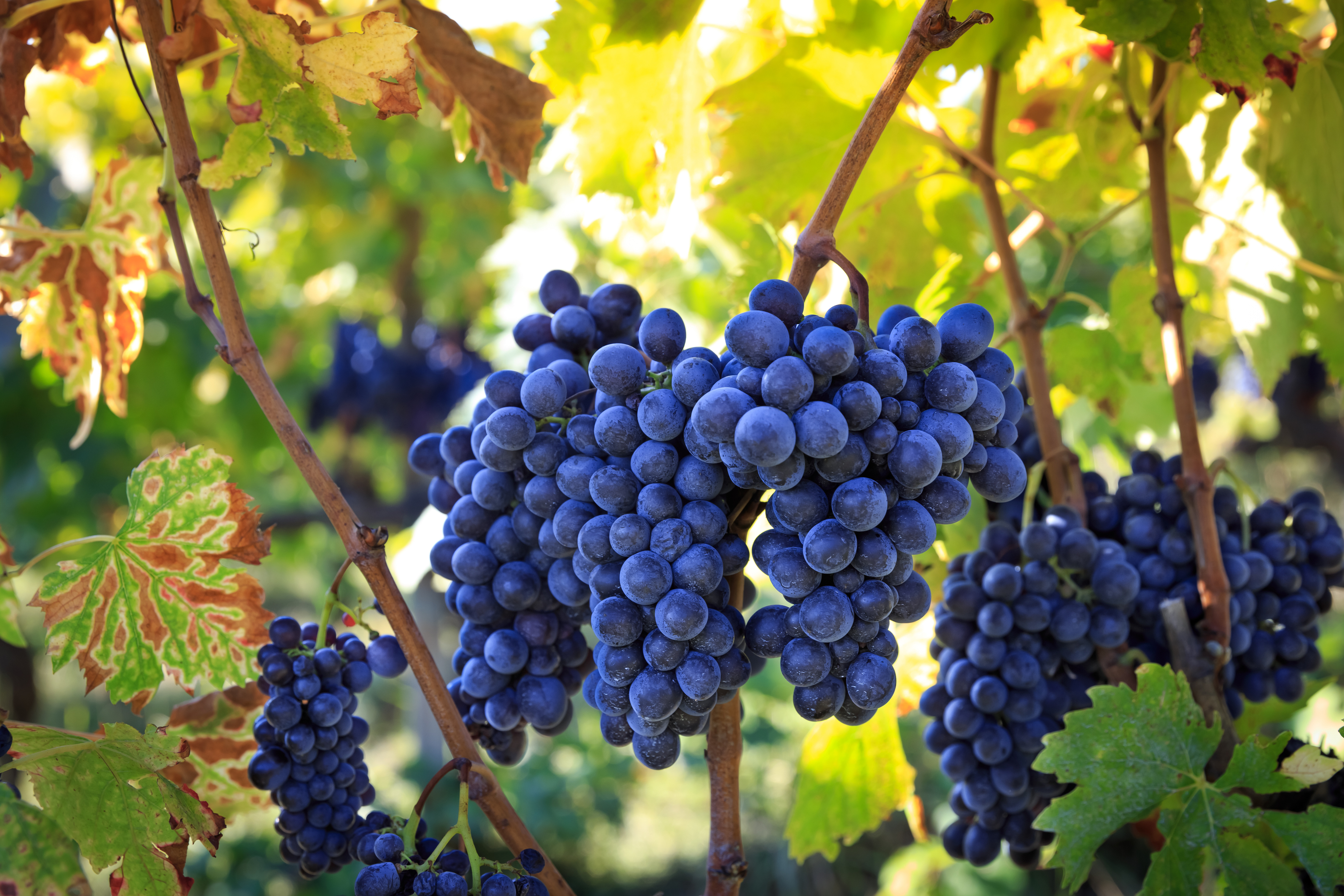 Sangiovese grape variety
