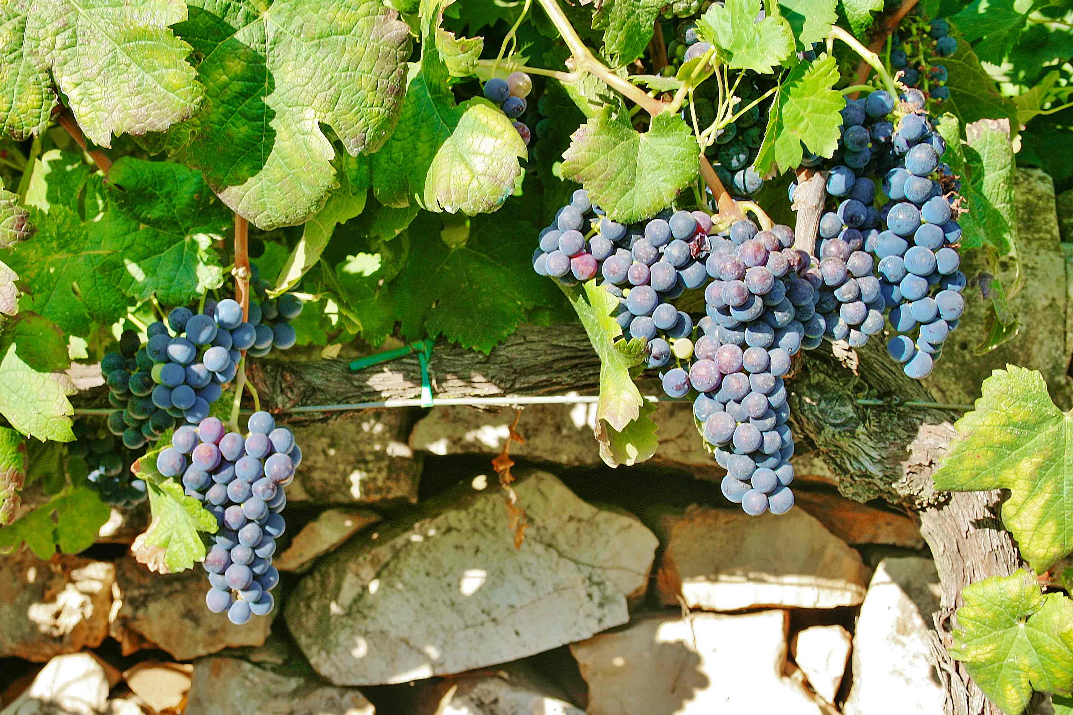 Montepulciano grape