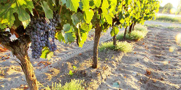 Paqua vingårder