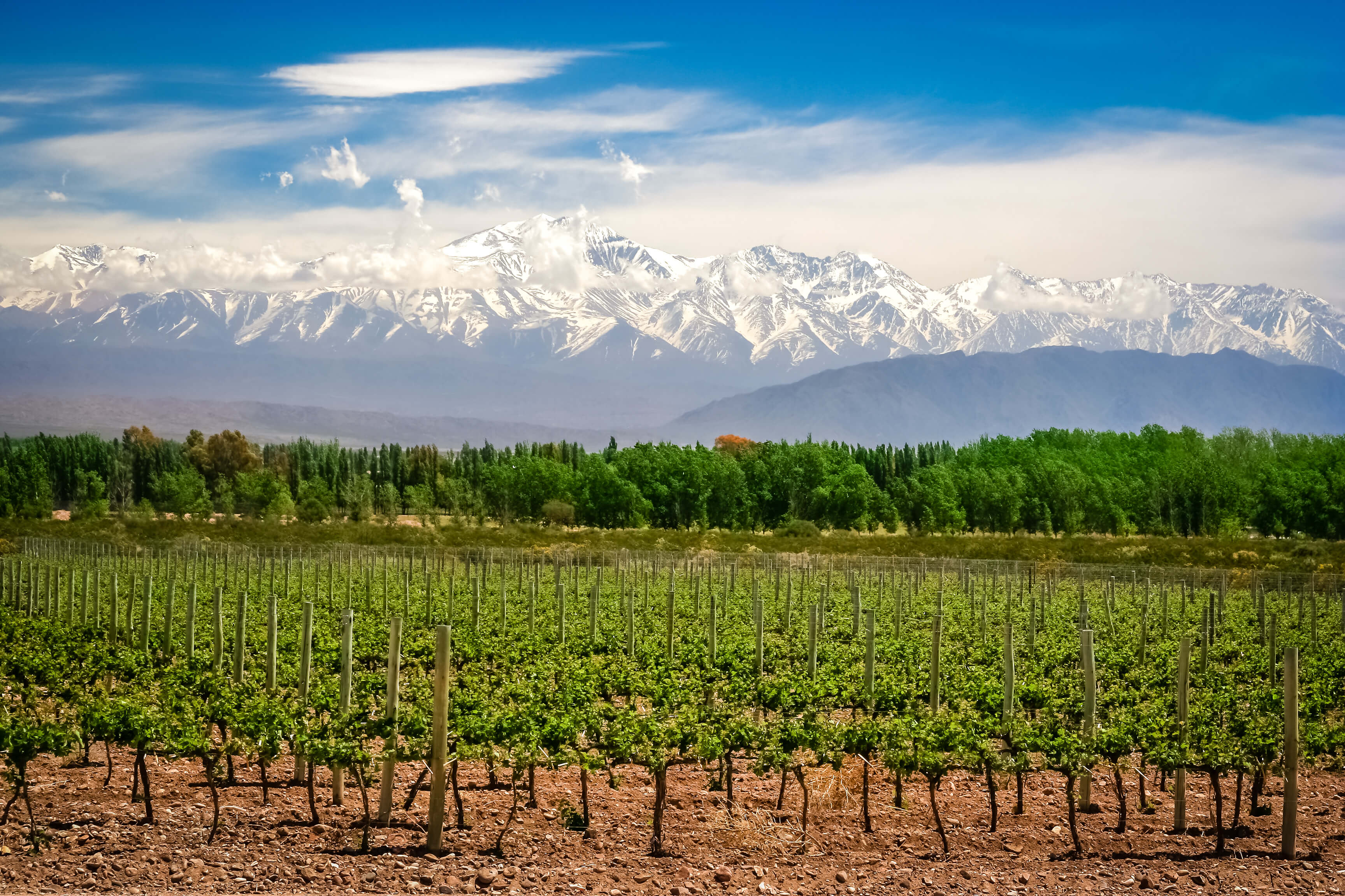 Regione vinicola di Mendoza
