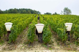 Recolectores de vino cueva de lugny