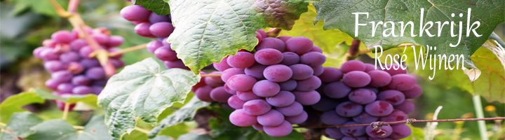Frankrijk een veelzijdig gebied met vele wijnstreken waaronder ook de Rosé wijnen de voorkomende druivenrassen voor Rosé in Frankrijk Zijn onder andere de Grenache, Syrah, Cinsault, Carignan, uit verschillende wijnstreken zoals Cote's de Provence, Loire, Languedoc en meer.