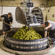 Persen van Chardonnay in het Champagne Gebied