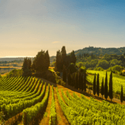 Toscane Wijngaarden