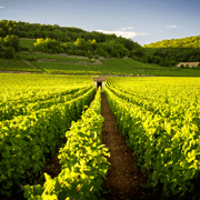 Wijngaarden in Savigny Les Beaune